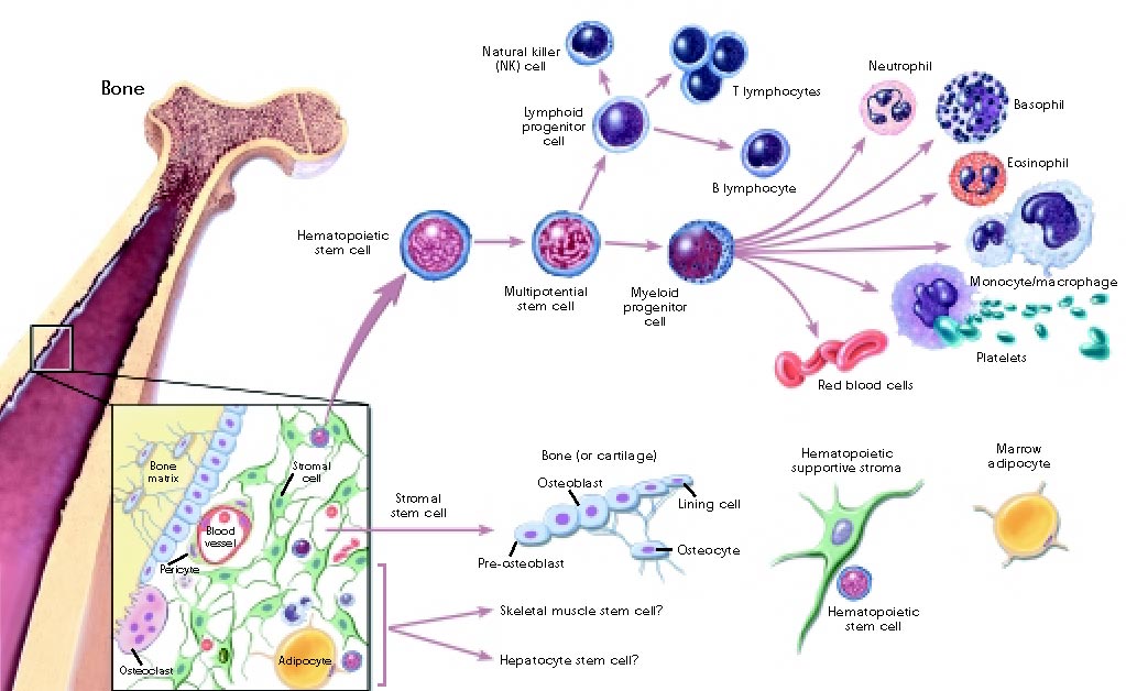 figure2_lg